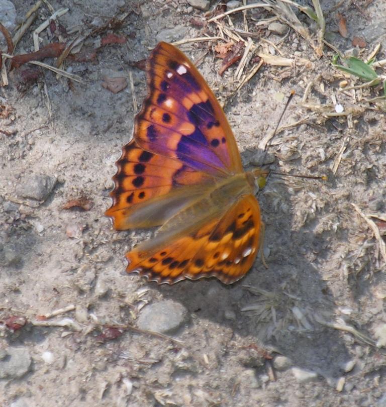 strani colori di un farfalla Apatura ilia